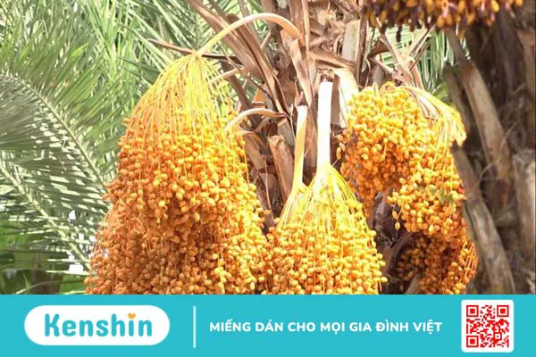 Một số nghiên cứu đã chỉ ra rằng chà là làm mềm cổ tử cung, giúp rút ngắn thời gian chuyển dạ