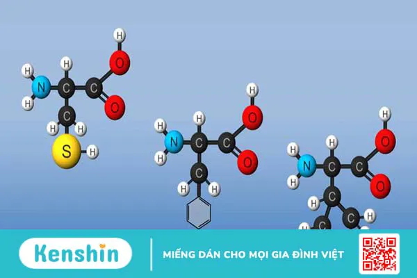 Axit amin là gì? Tính chất, phân loại và tác dụng của axit amin 1