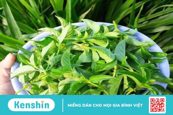 Bà bầu ăn lá é được không? Một số lưu ý dành cho bà bầu khi ăn lẩu lá é 1