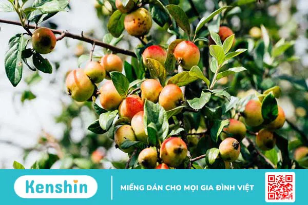 Bật mí cách uống lá sen khô giảm mỡ máu đơn giản và hiệu quả 3