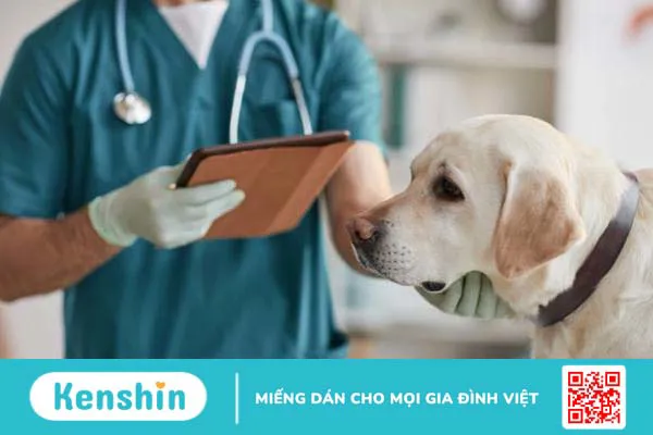 Bệnh Brucellosis: Những thông tin quan trọng cần biết 3