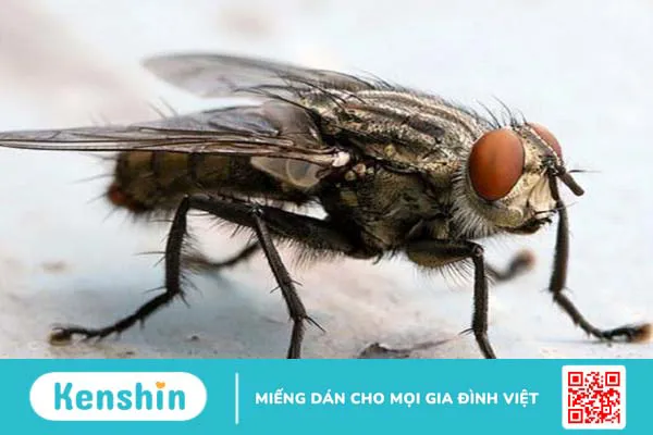 Bệnh nhiễm giòi Maggot: Nguyên nhân, triệu chứng, điều trị và phòng chống 1