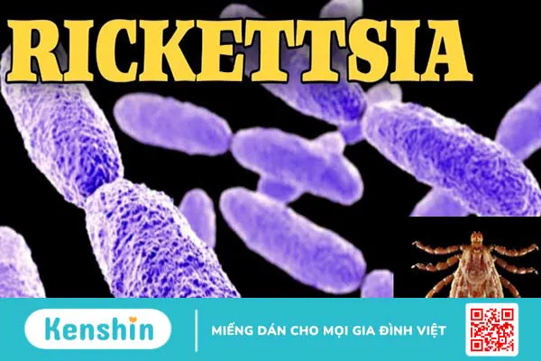 Bệnh Rickettsial là gì? Dấu hiệu nhận biết và cách phòng tránh bạn cần biết 1