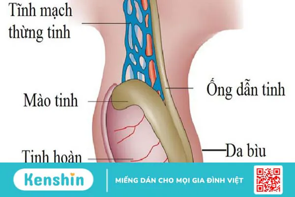 Giải đáp: Bìu là gì? Bìu có những chức năng nào? 3