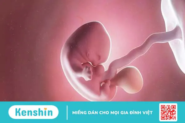 Các mẹ có biết chiều dài phôi thai 7 tuần tuổi là bao nhiêu không?1