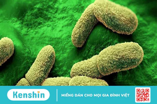 Cái chết đen: Cơn ác mộng kinh hoàng nhất trong lịch sử nhân loại 2