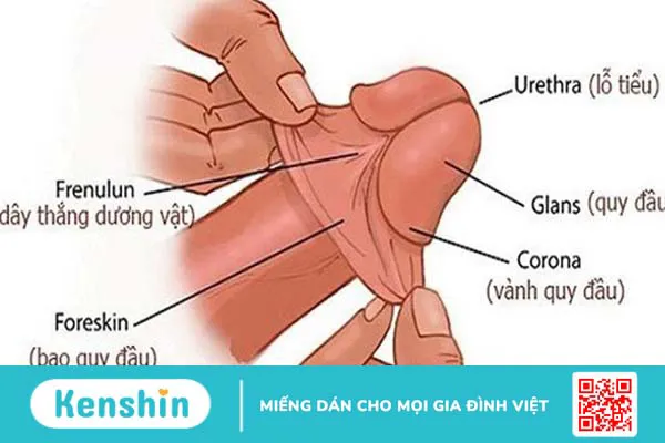 Cắt bao quy đầu có tác dụng gì? Những lợi ích không ngờ của phẫu thuật cắt bao quy đầu 1