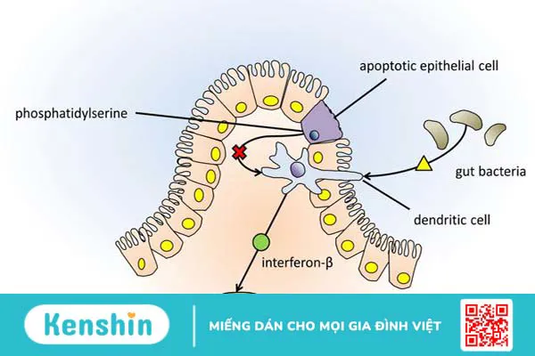 Tìm hiểu về tế bào biểu mô3