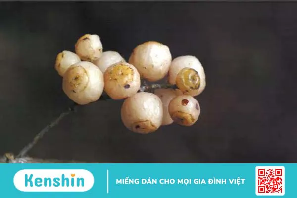 Tìm hiểu: Cây đơn răng cưa có tác dụng gì? 3