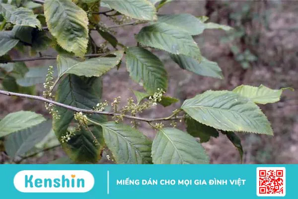 Tìm hiểu: Cây đơn răng cưa có tác dụng gì? 4