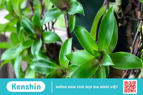 Cây lược vàng chữa bệnh tiểu đường hiệu quả bậc nhất hiện nay! 1