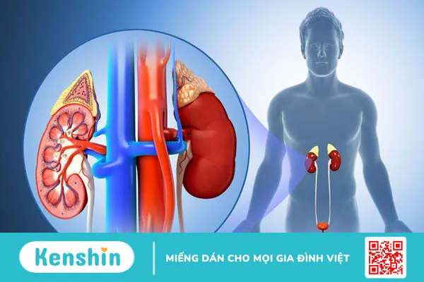 Chấn thương thận kín và những triệu chứng của nó 3