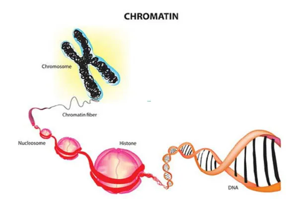 Chất nhiễm sắc là gì? Cấu trúc và chức năng của chất nhiễm sắc 1