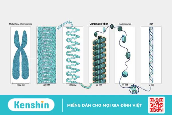 Chất nhiễm sắc là gì? Cấu trúc và chức năng của chất nhiễm sắc 2