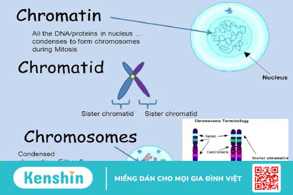 Chất nhiễm sắc là gì? Cấu trúc và chức năng của chất nhiễm sắc 3