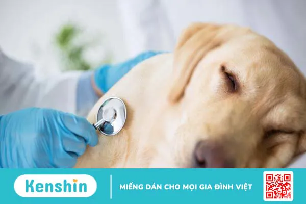 [Chia sẻ] Bệnh vàng da ở chó có lây sang người không? 3