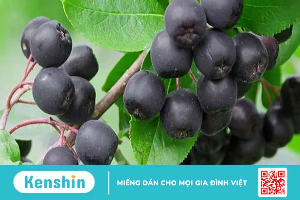 Chokeberry và những lợi ích sức khỏe đáng kinh ngạc 1