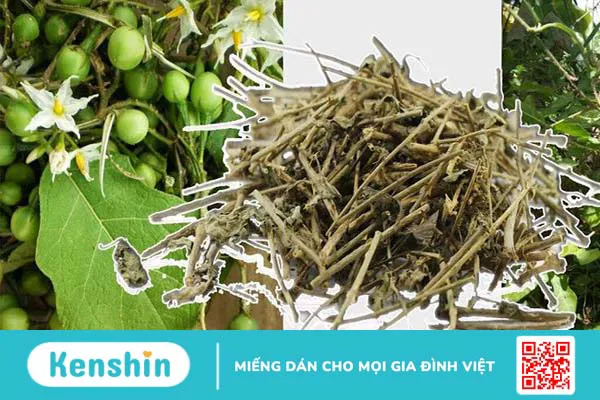 Chữa viêm gan C bằng thuốc nam có thực sự hiệu quả như lời đồn 4