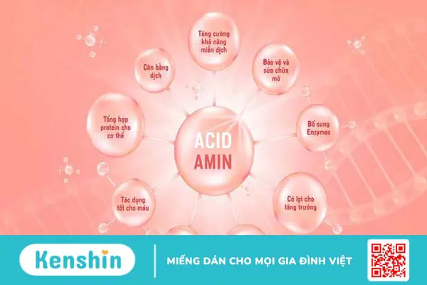 Có bao nhiêu loại axit amin? Phân loại axit amin thiết yếu và axit amin không thiết yếu 3