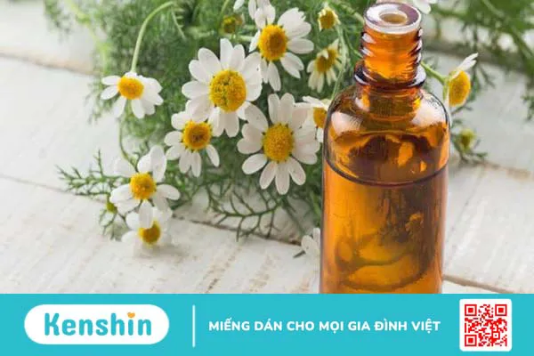 Tác dụng của tinh dầu hoa cúc bạn nên biết 1