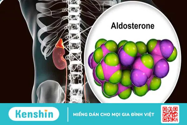 Cường aldosteron thứ phát là gì? Tìm hiểu "tất tần tật" về cường aldosteron thứ phát 1