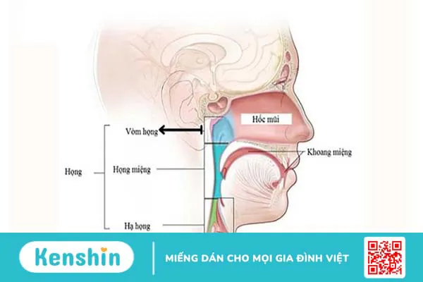 Giải phẫu hạ họng và các ứng dụng trong ung thư hạ họng 1