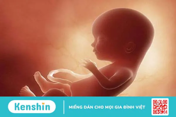 Dây rốn 2 mạch máu có ảnh hưởng gì đến thai nhi hay không? 1