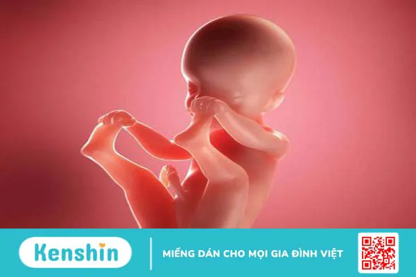 Dây rốn 2 mạch máu có ảnh hưởng gì đến thai nhi hay không? 3