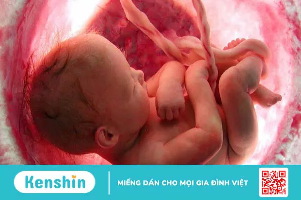 Dây rốn bám lệch tâm có ảnh hưởng đến sức khỏe thai nhi không? 1