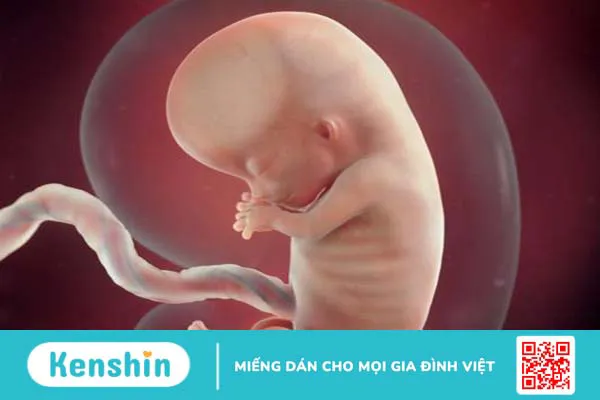 Dây rốn bám lệch tâm có ảnh hưởng đến sức khỏe thai nhi không? 2