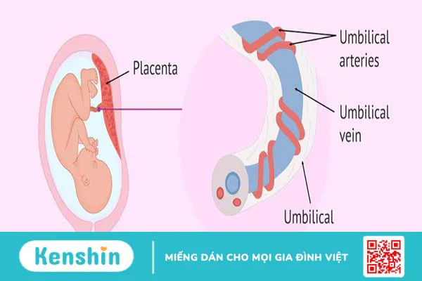 Dây rốn có chức năng gì? Cách chăm sóc dây rốn đúng cách cho trẻ sơ sinh 1