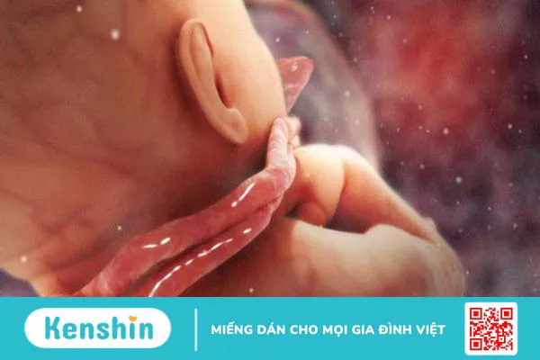 Dây rốn có chức năng gì? Cách chăm sóc dây rốn đúng cách cho trẻ sơ sinh 3