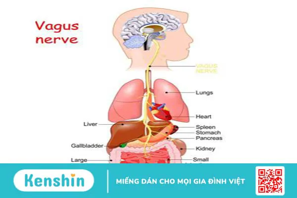 Dây thần kinh số 10 là gì? Các vấn đề liên quan đến dây thần kinh số 10 1