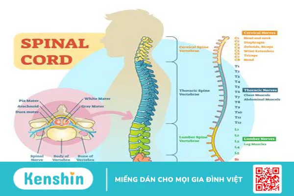 Dây thần kinh tủy sống 1