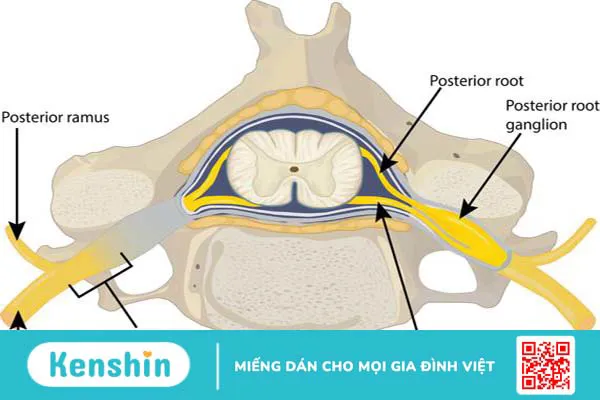 Dây thần kinh tủy sống 2