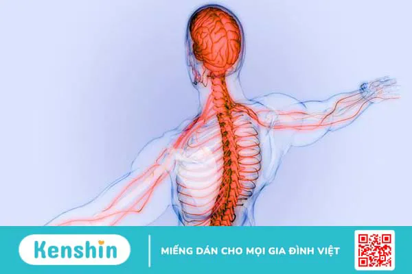 Dây thần kinh tủy sống 3