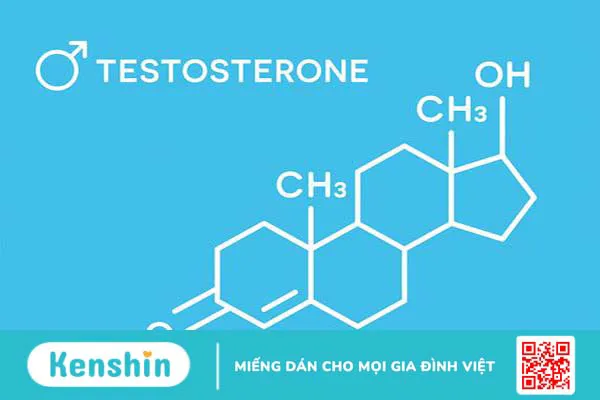 Hooc môn Testosteron không chỉ có ở nam giới