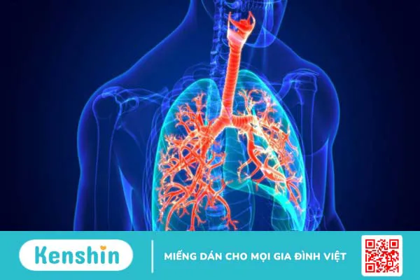 Đo chức năng hô hấp ở đâu uy tín? Chỉ định và chống chỉ định của đo chức năng hô hấp 1