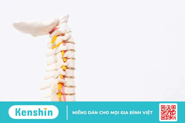 Động mạch đốt sống và thiểu năng tuần hoàn máu não 1