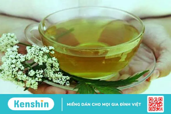 Dùng cây ngải dại chữa viêm da cơ địa hiệu quả bất ngờ ít người biết 4