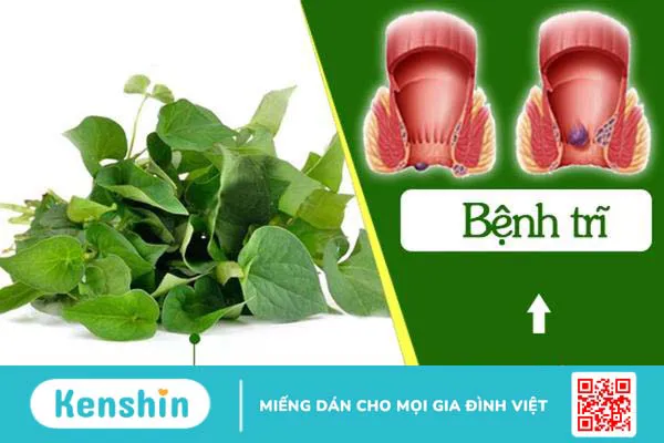 Dùng rau diếp cá trị bệnh trĩ như thế nào 1