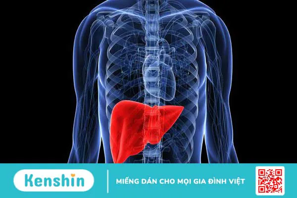 Enzyme mật: Cơ quan sản xuất, thành phần và chức năng trong quá trình tiêu hóa thức ăn 2