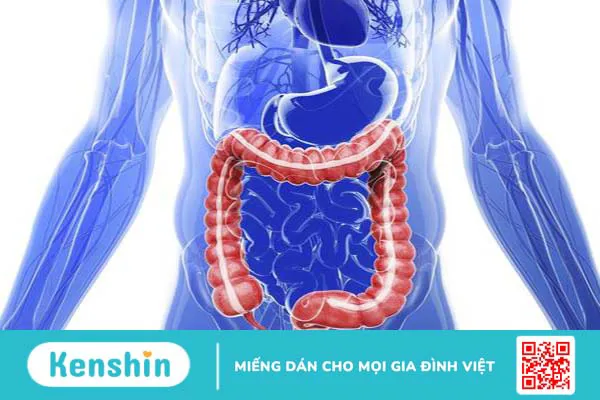 Enzyme mật: Cơ quan sản xuất, thành phần và chức năng trong quá trình tiêu hóa thức ăn 4