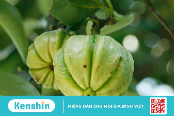 Garcinia Cambogia là gì và có tác dụng gì 1