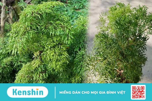 Giải đáp: Bệnh tiểu đường có uống được lá đinh lăng không? 1