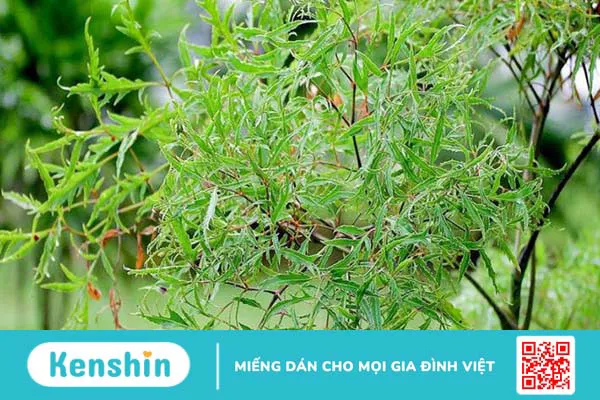 Giải đáp: Bệnh tiểu đường có uống được lá đinh lăng không? 2