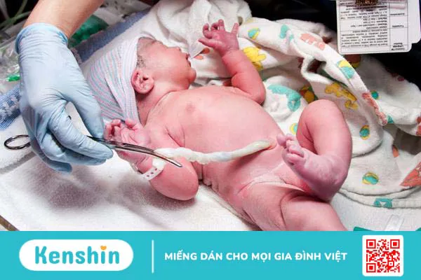 Giải đáp: Lưu trữ máu cuống rốn có tác dụng gì 1