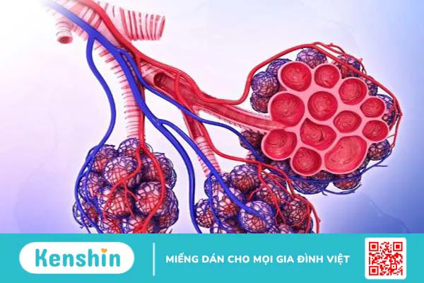 Giãn phế nang: Nguyên nhân, triệu chứng, chẩn đoán và điều trị 1