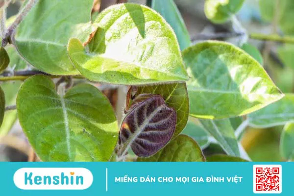 Gợi ý 3 món ăn từ lá mơ lông chữa viêm dạ dày 2