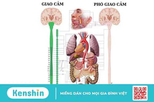 Hệ thần kinh giao cảm có vai trò gì? Cấu trúc và ý nghĩa lâm sàng trong hệ cơ quan 1